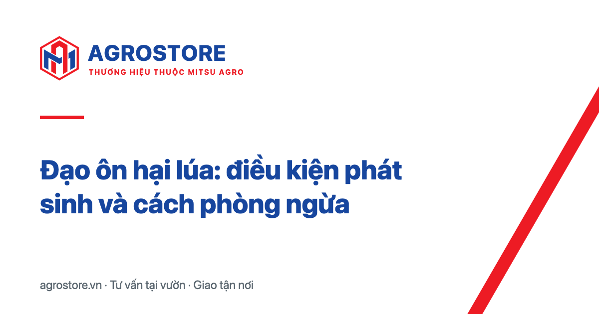Đạo ôn hại lúa: điều kiện phát sinh và cách phòng ngừa