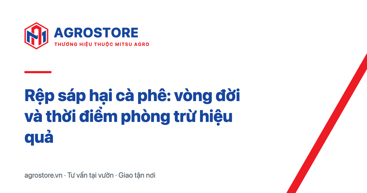 Rệp sáp hại cà phê: vòng đời và thời điểm phòng trừ hiệu quả
