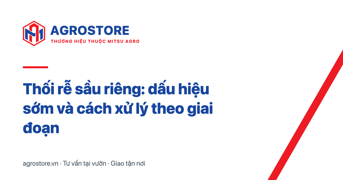 Thối rễ sầu riêng: dấu hiệu sớm và cách xử lý theo giai đoạn