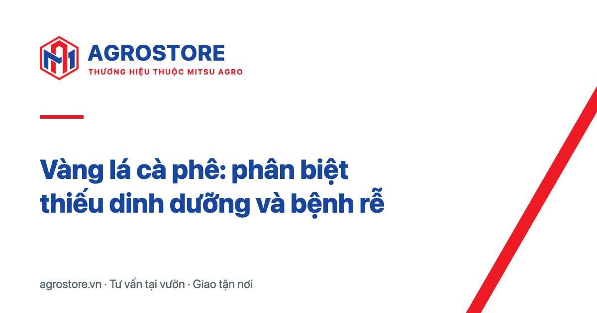 Vàng lá cà phê: phân biệt thiếu dinh dưỡng và bệnh rễ