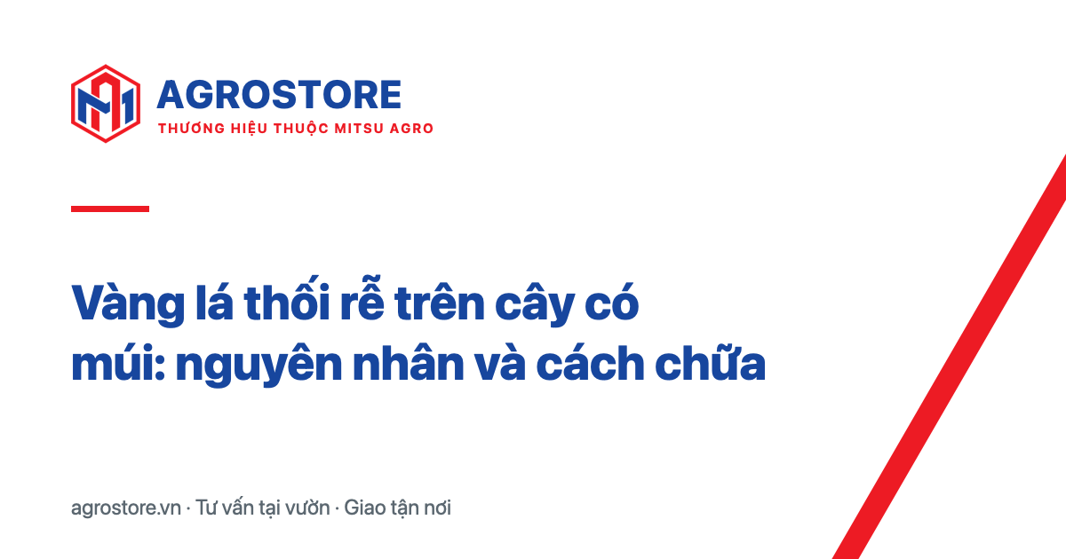 Vàng lá thối rễ trên cây có múi: nguyên nhân và cách chữa