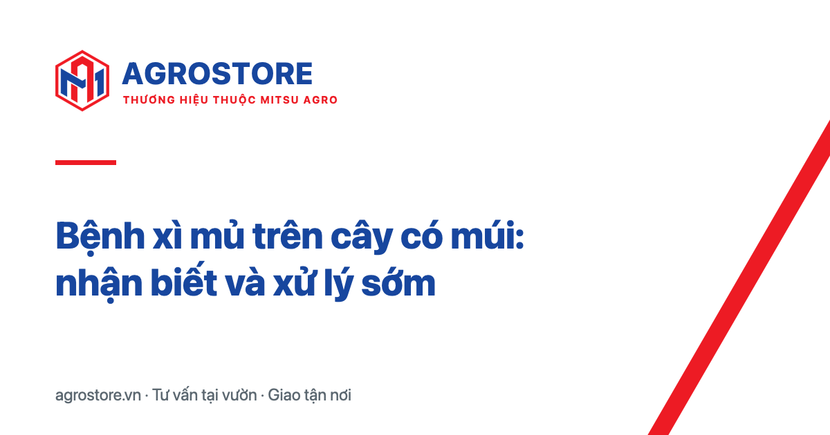 Bệnh xì mủ trên cây có múi: nhận biết và xử lý sớm